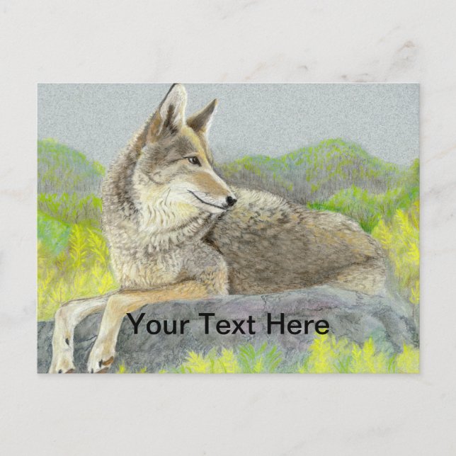 Carte Postale Coyote (Devant)