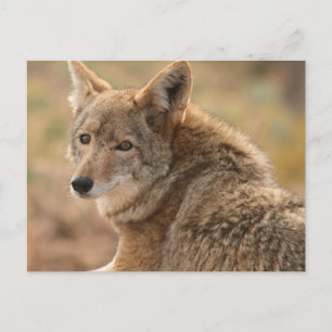 Carte postale Coyote