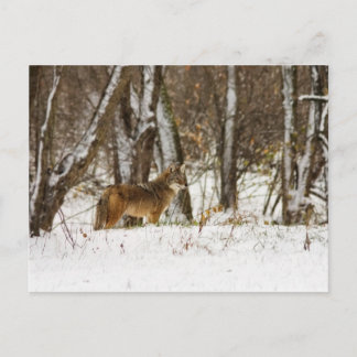 Carte Postale Coyote dans la neige