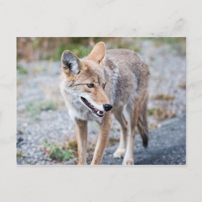 Carte Postale Coyote dans le parc national de Yellowstone (Devant)