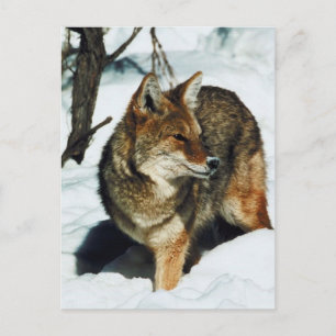 Carte Postale Coyote en neige