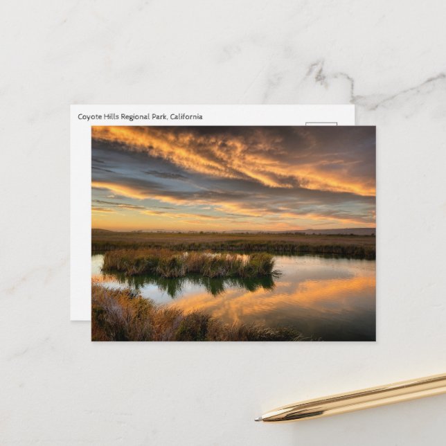 Carte postale - Coyote Hills Regional Park, Califo (Devant/Arrière en situation)