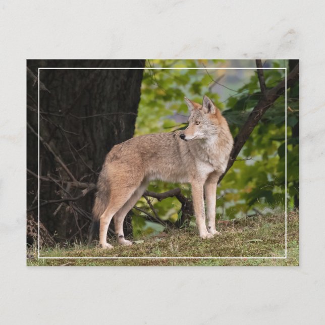 Carte postale Coyote Jolie (Devant)