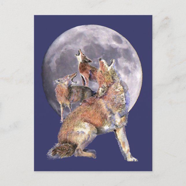 Carte Postale Coyote Pack Howling at the Moon (Devant)