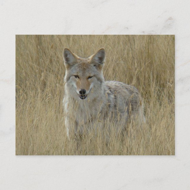 Carte Postale Coyote R2 dans les hautes herbes (Devant)