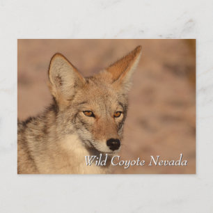 Carte Postale Coyote sauvage dans le désert du Nevada