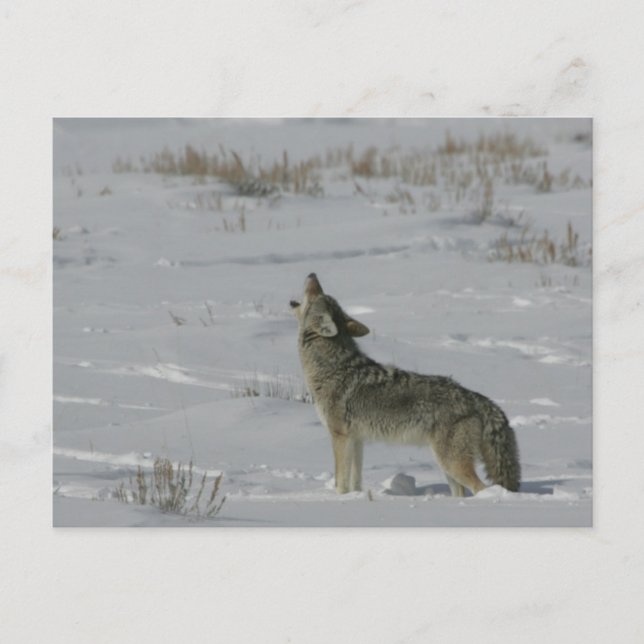 Carte postale Coyote Wildlife Series # 6 (Devant)
