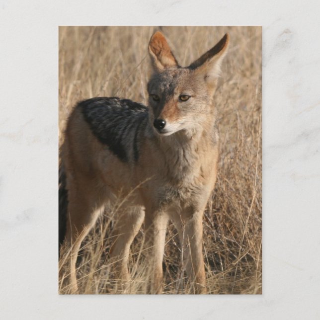 Carte postale Coyotes bébé (Devant)