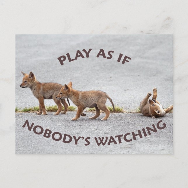 Carte Postale Coyotes de bébé jouant (Devant)