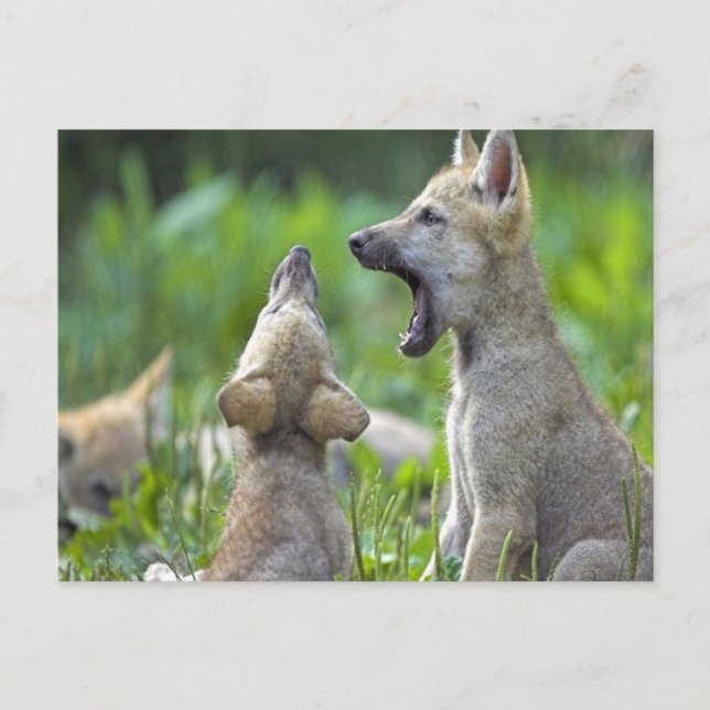Carte Postale Coyotes pour bébés (Devant)