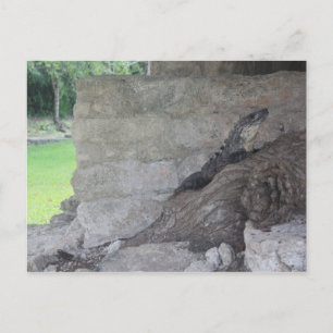 Carte Postale Cozumel Lizard