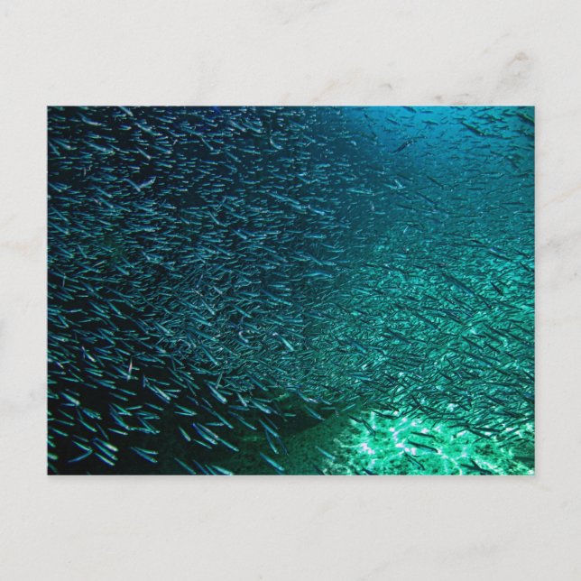 Carte Postale Cozumel Mexique (Devant)