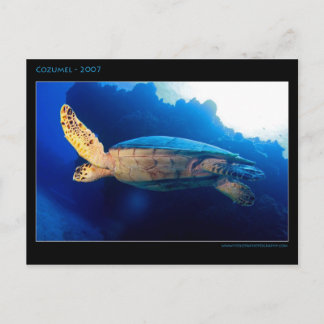 Carte Postale Cozumel - Tortue