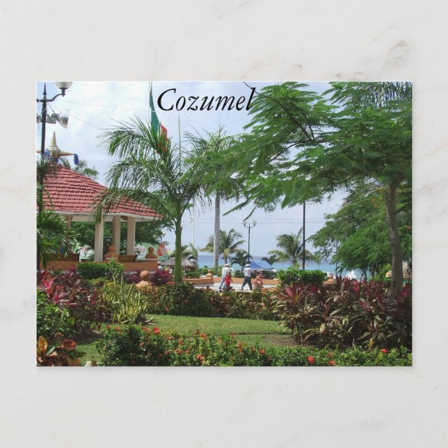 Carte Postale Cozumel Tropical Palm Tree (Devant)