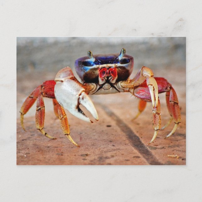 Carte Postale Crabe (Devant)