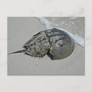 Carte Postale Crabe à fer à cheval - mâle