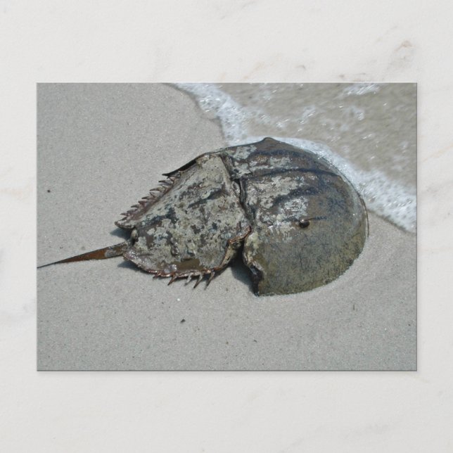 Carte Postale Crabe à fer à cheval - mâle (Devant)