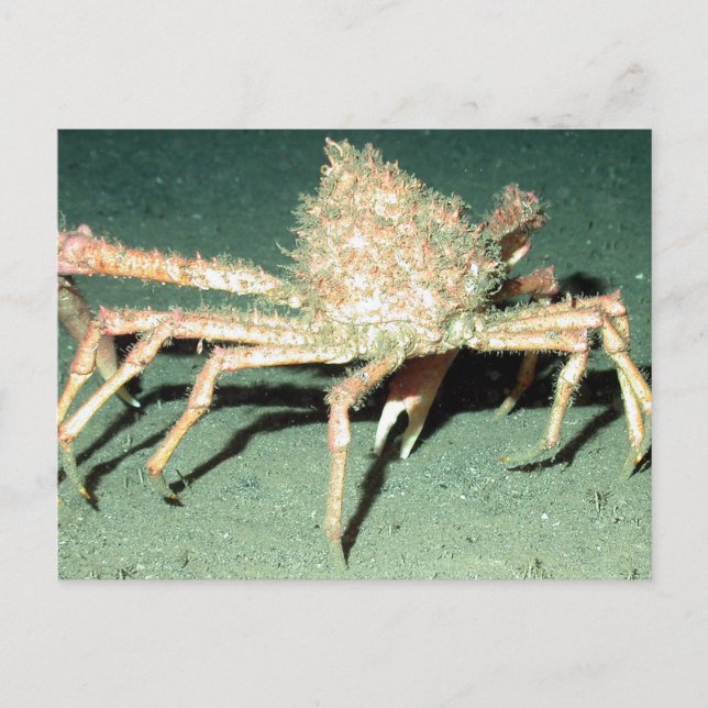 Carte Postale Crabe araignée (Devant)