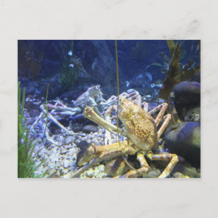 Carte Postale Crabe-araignée japonaise