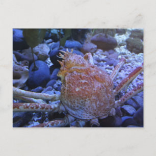 Carte Postale Crabe-araignée japonaise