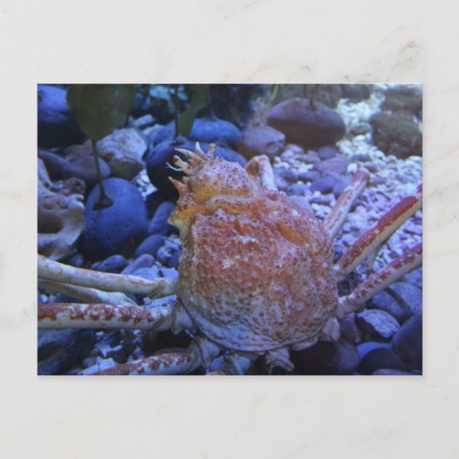 Carte Postale Crabe-araignée japonaise (Devant)