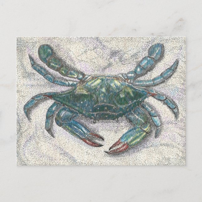 Carte Postale Crabe bleu de la baie Chesapeake (Devant)