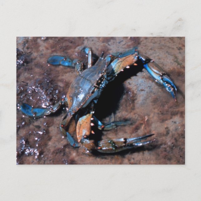 Carte Postale Crabe bleu du Maryland (Devant)