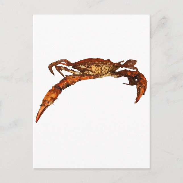 Carte Postale Crabe bleu du Maryland (Devant)