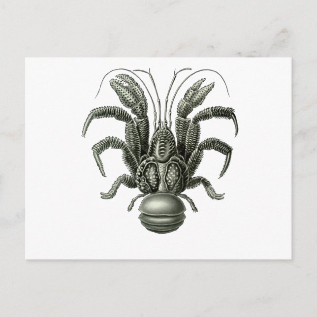 Carte Postale Crabe de coco (Devant)