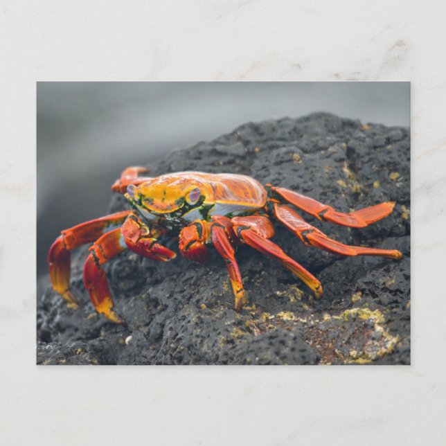 Carte Postale Crabe de Sally Lightfoot (Devant)