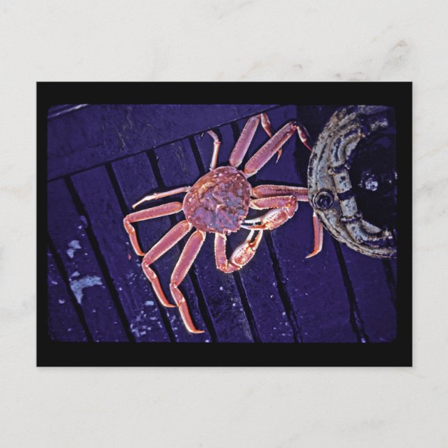 Carte Postale Crabe de Tanner (Devant)