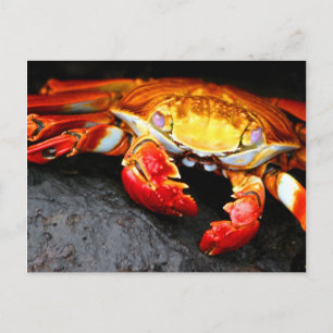 Carte Postale Crabe des Galapagos