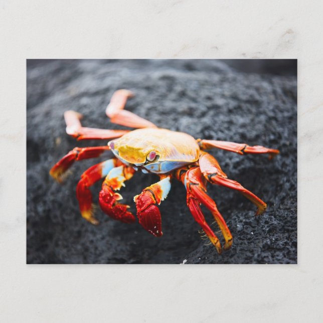 Carte Postale Crabe des pieds légers sur une roche de lave noire (Devant)