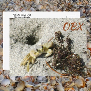 Carte Postale Crabe fantôme OBX NC Photographie