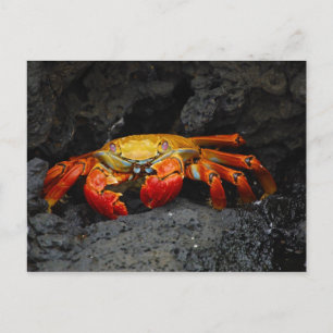 Carte Postale Crabe Grapsus Grapsus Des Îles Galapagos