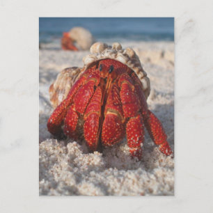 Carte Postale Crabe hermite