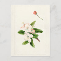 Crabe Pomme Fleur (Malus) aquarelle Peinture