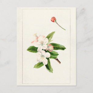 Carte Postale Crabe Pomme Fleur (Malus) aquarelle Peinture