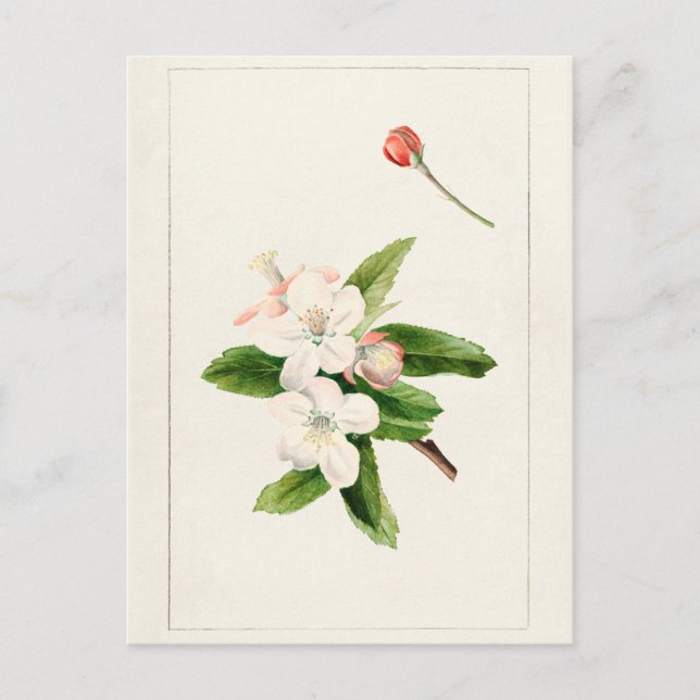 Carte Postale Crabe Pomme Fleur (Malus) aquarelle Peinture (Devant)