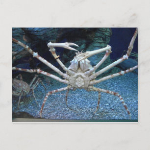 Carte Postale Crabes