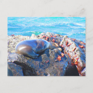 Carte Postale crabes d'otaries galapagos