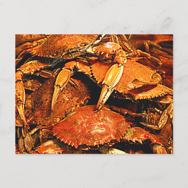 Carte Postale Crabes durs du Maryland à vapeur (Devant)