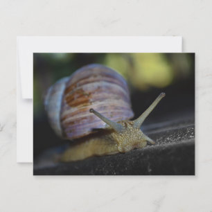 Carte Postale Crampe d'escargot sur la corniche