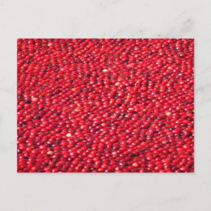 Carte Postale Cranberries Festive Rouge