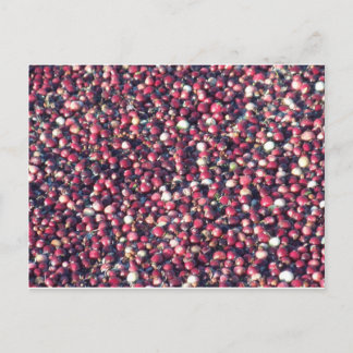 Carte Postale Cranberry
