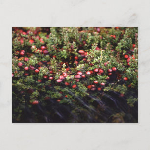Carte Postale Cranberry Bog