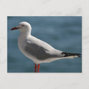 Carte Postale crâne