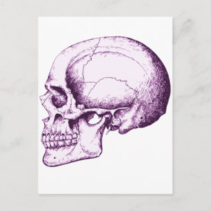 Carte Postale Crâne