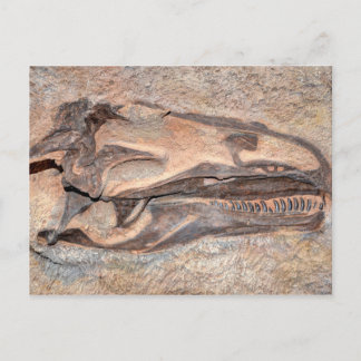 Carte Postale Crâne de Camarasaurus - Monument national de Dinos