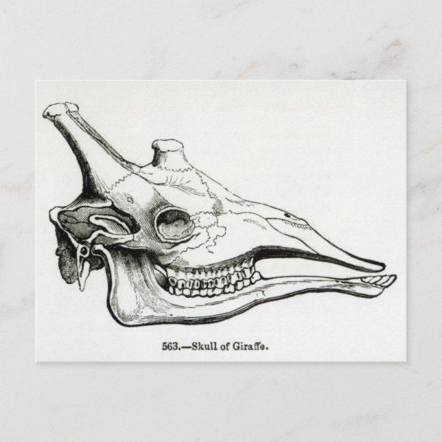 Carte Postale Crâne d'une girafe (Devant)